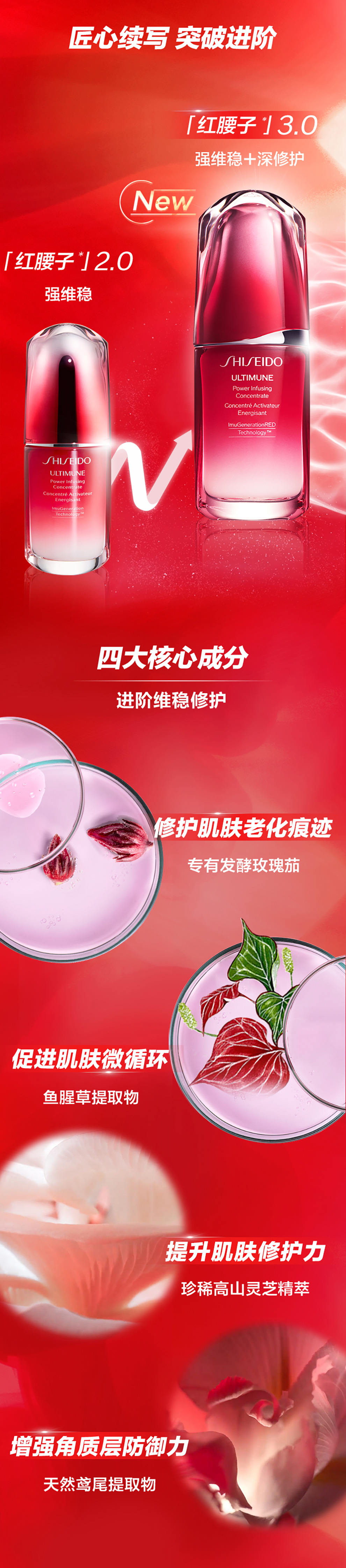 紅腰子
